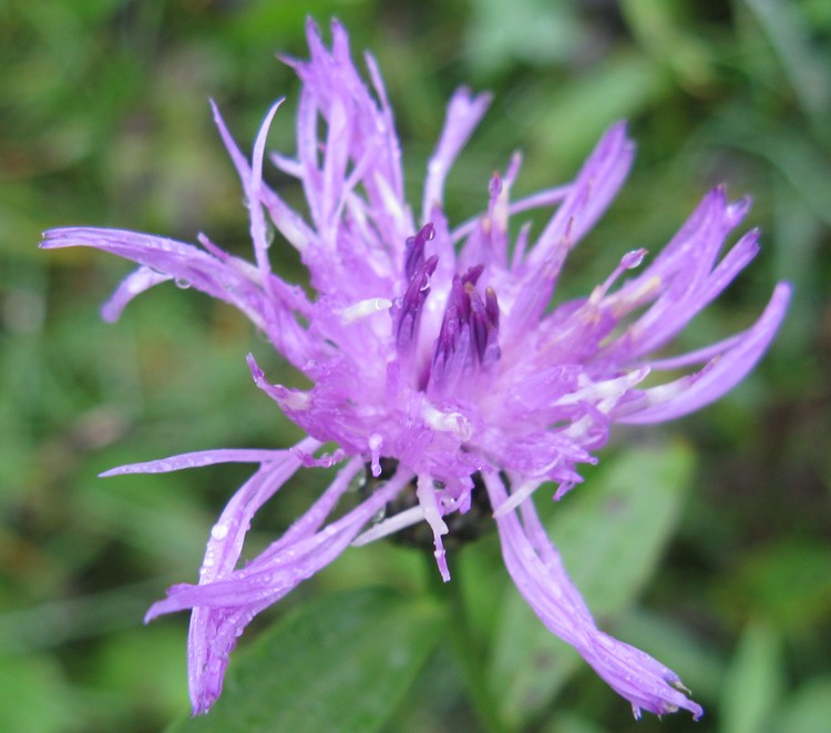 Centaurea nigrescens